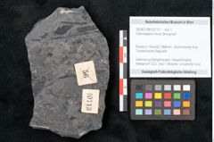 Foto (Objekt + Etikett) von Odontopteris minor Brongniart (NHMW-GEO-2024-0188-10713)